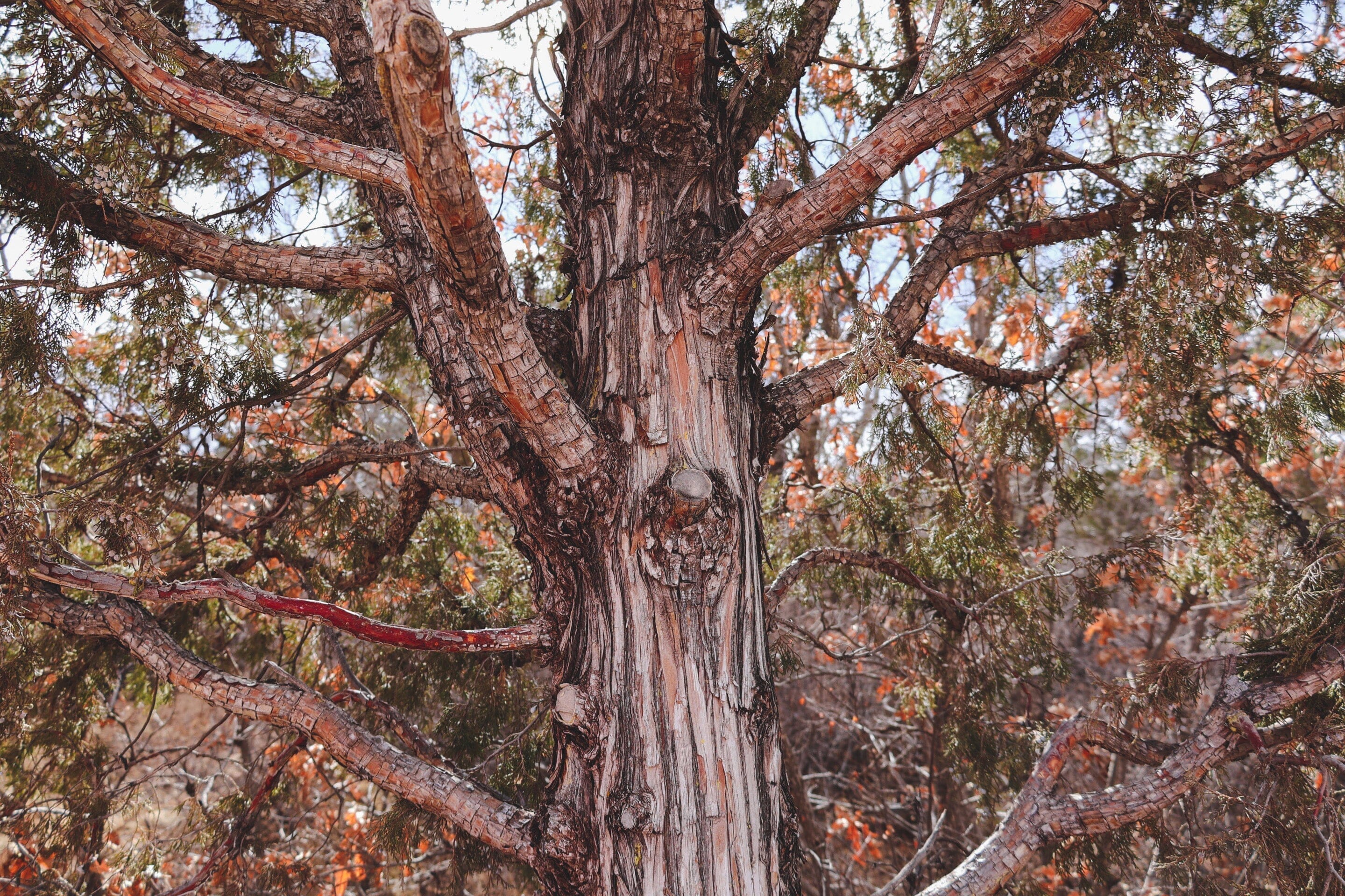 New Growth, Ancient Roots: Seasonal Tea Club Spring 2020