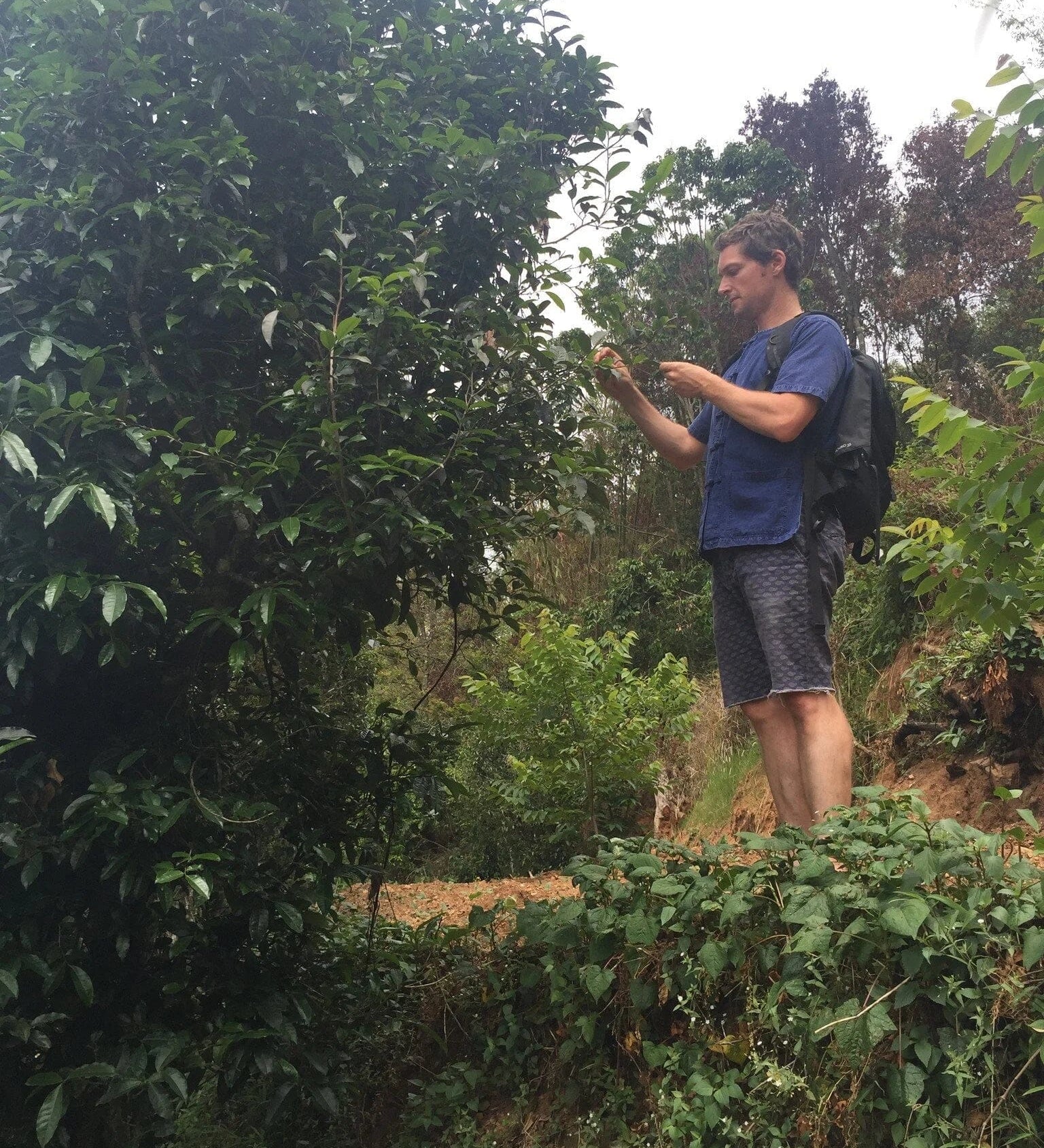 Colin Hudon, Living Tea Founder, examining tea leaves 