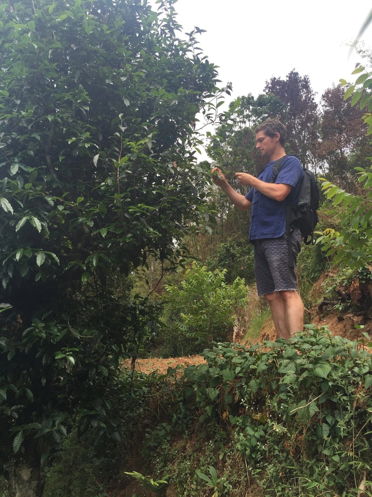 Colin Hudon, Living Tea Founder, examining tea leaves 