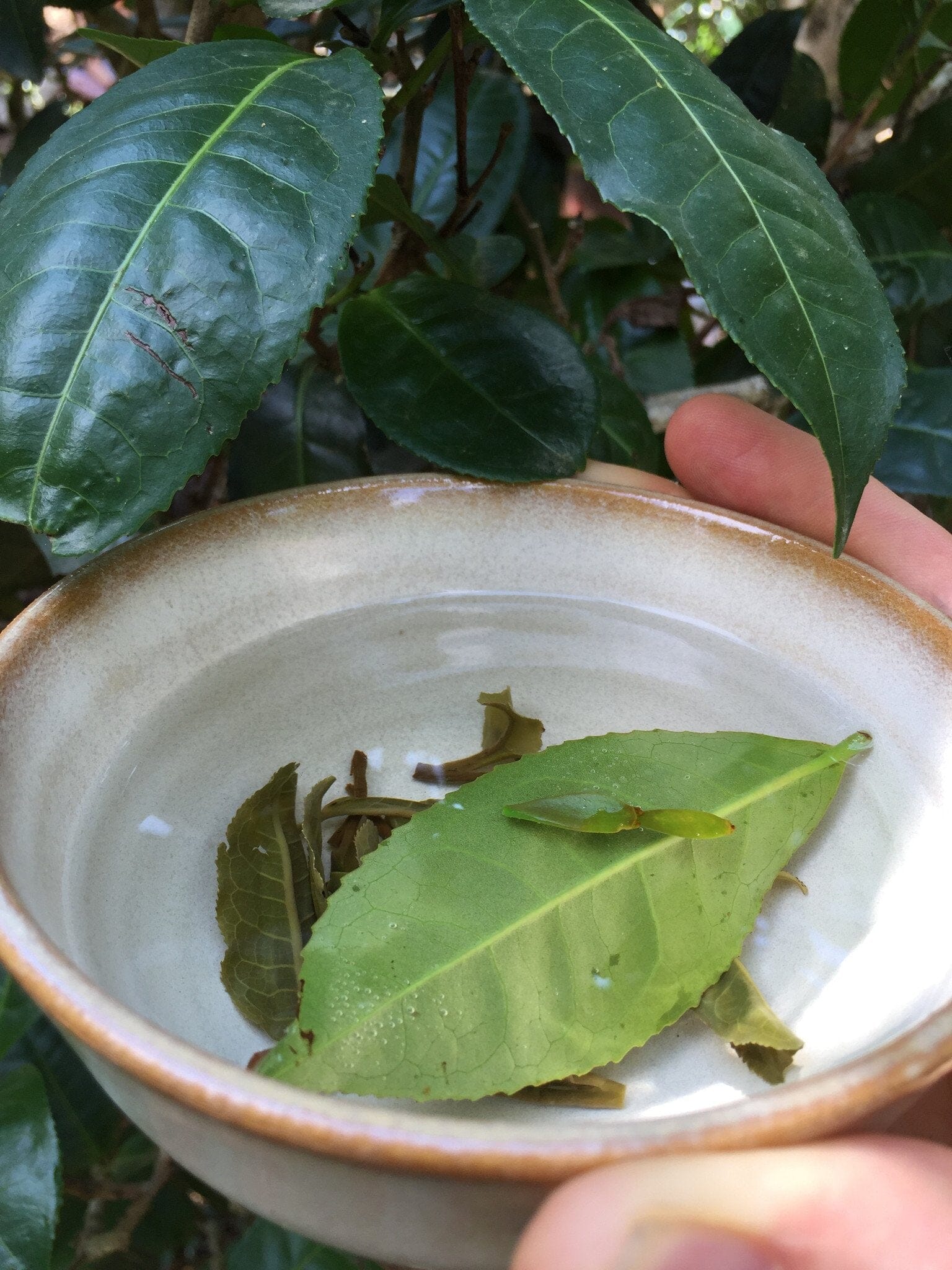 Tea Leaves in Tea bowl 