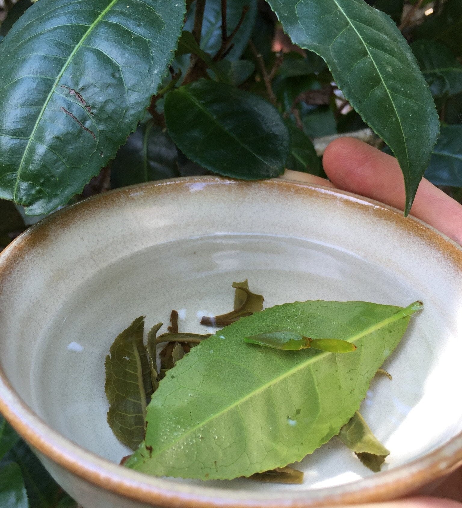 Tea Leaves in Tea bowl 