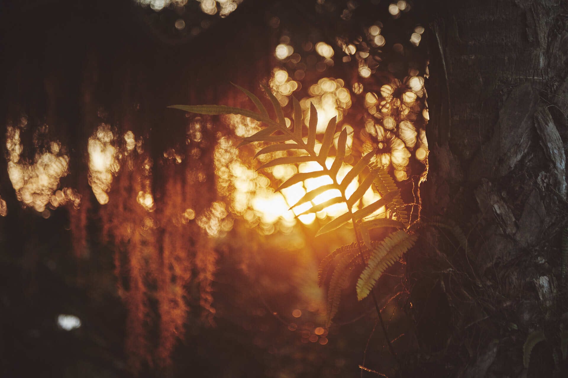 Finding Clarity and Release through Wu Wei