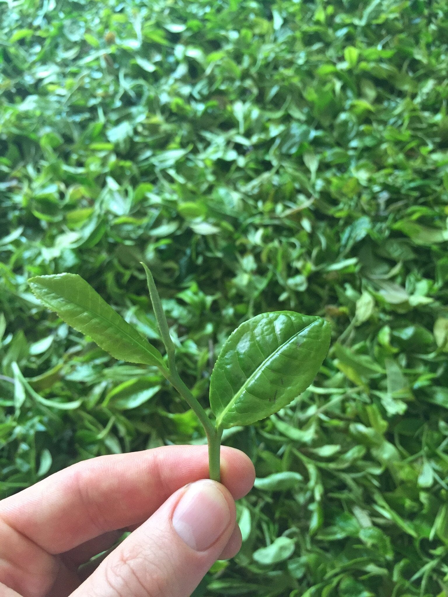 Hand holding tea leaves - Living Tea 