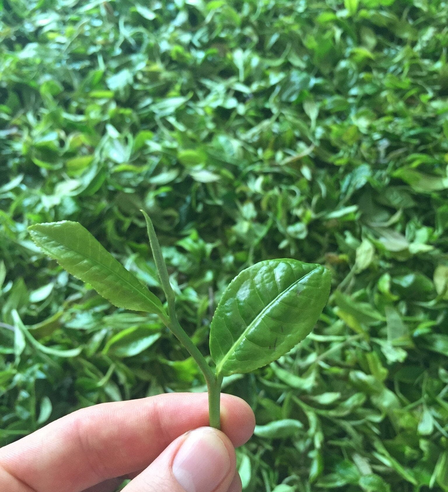 Hand holding tea leaves - Living Tea 